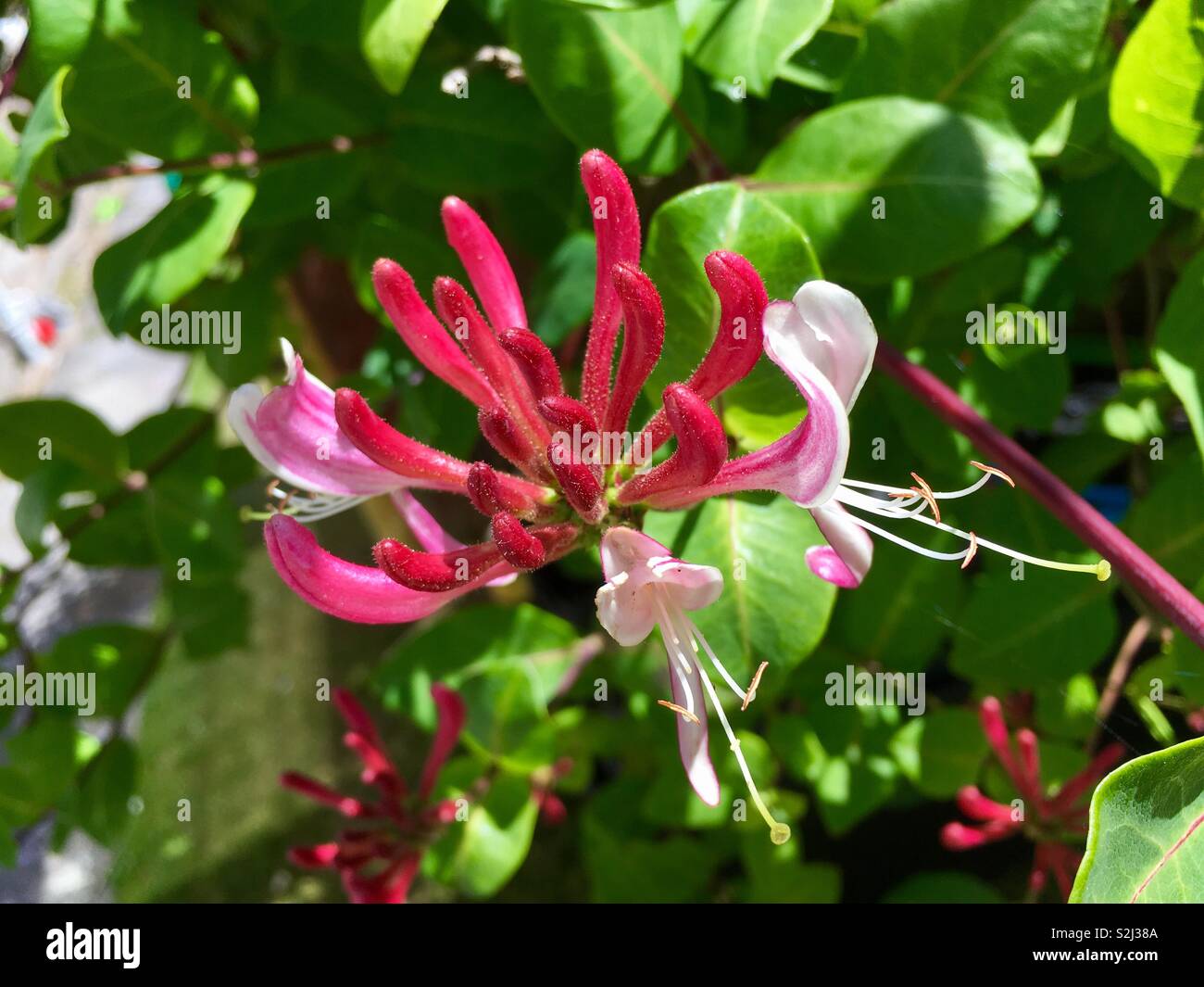 Honeysuckle in bloom Stock Photo Alamy