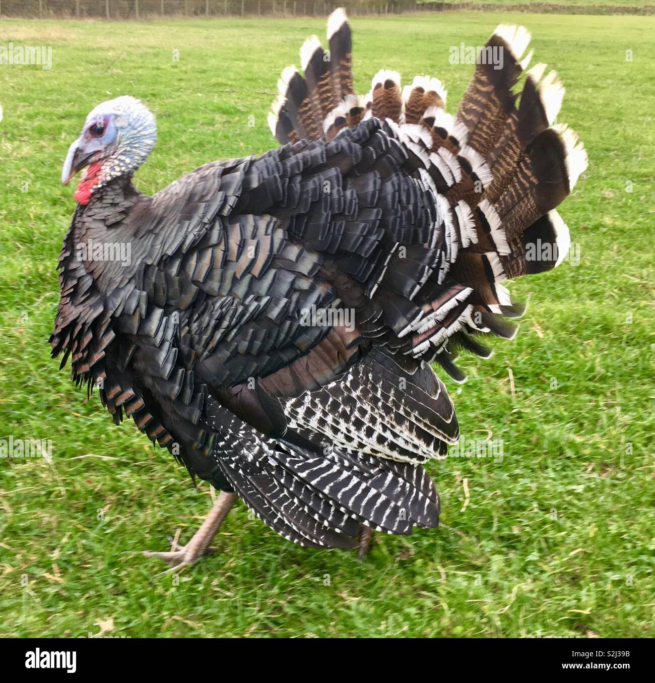 Turkey - freerange Stock Photo