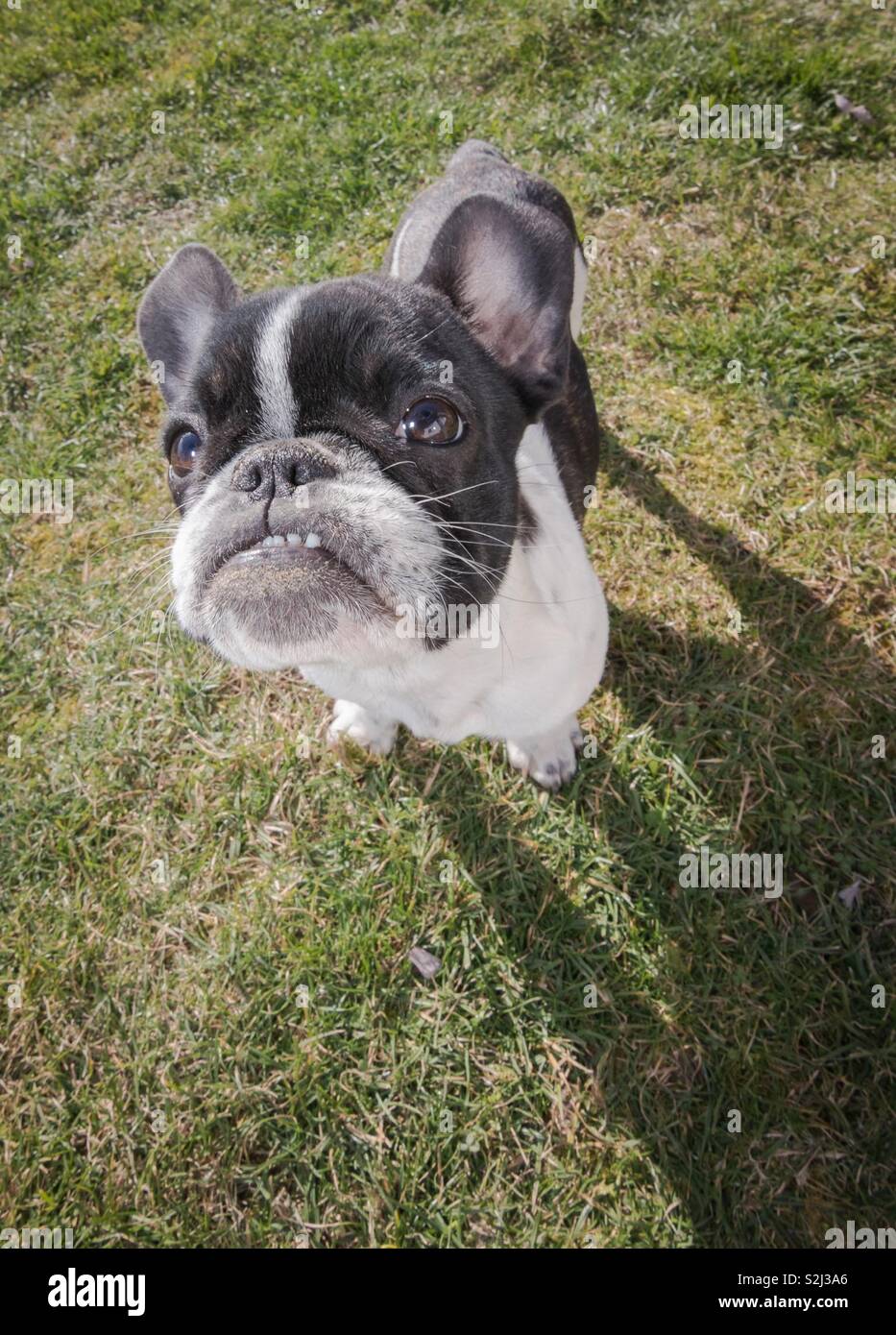 Puppy of a French Bulldog photographed from above. Funny for wide zoom lens. Big head, little body. Stock Photo