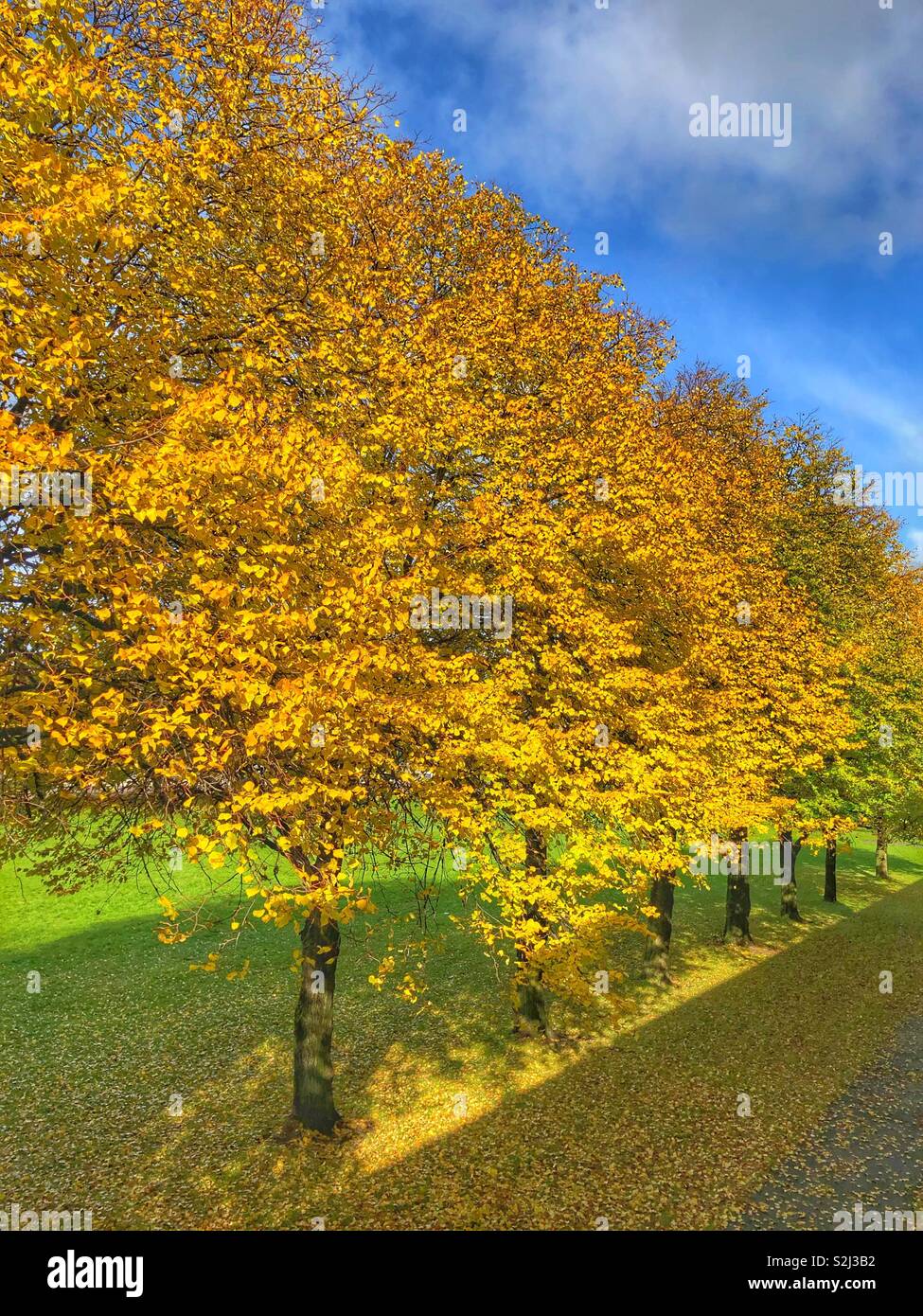 Fall trees colours Stock Photo