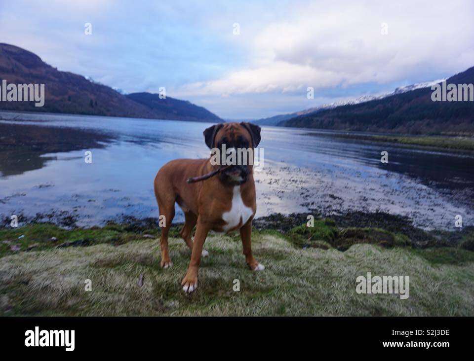 Boxer dog, Scottish, loch Stock Photo Alamy