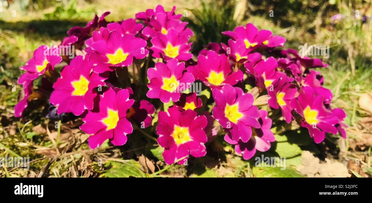 Primrose flowers in Kent garden, England Stock Photo