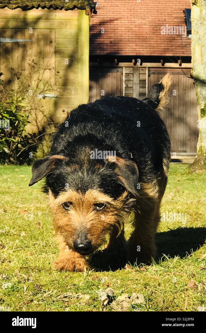 Black and Tan terrier walking across lawn - Smartphone Captured Stock Image
