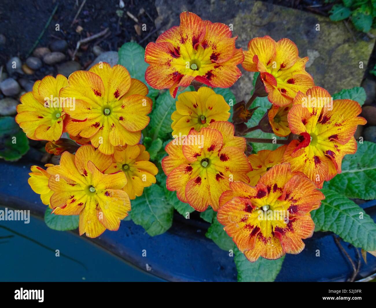 Orange primroses in springtime Stock Photo
