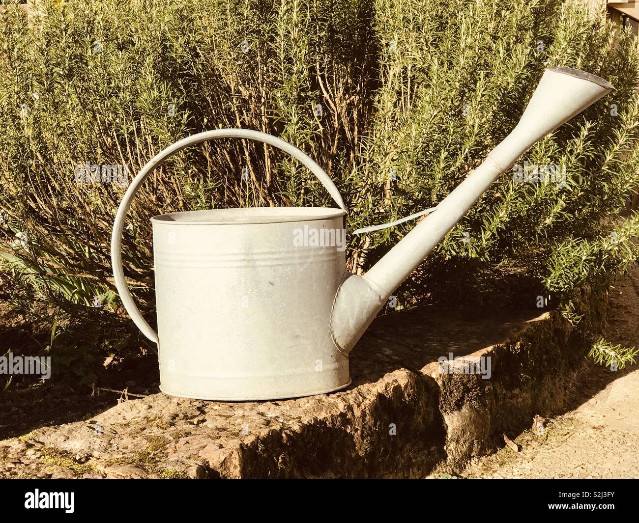 Vintage watering can and rosemary - Smartphone Captured Stock Image