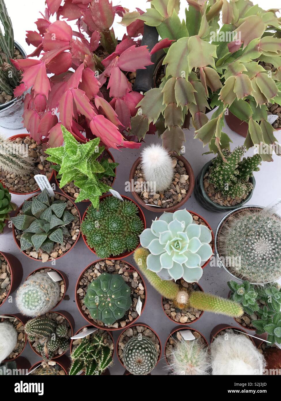 Various cacti and succulents as seen from above. - Smartphone Captured Stock Image