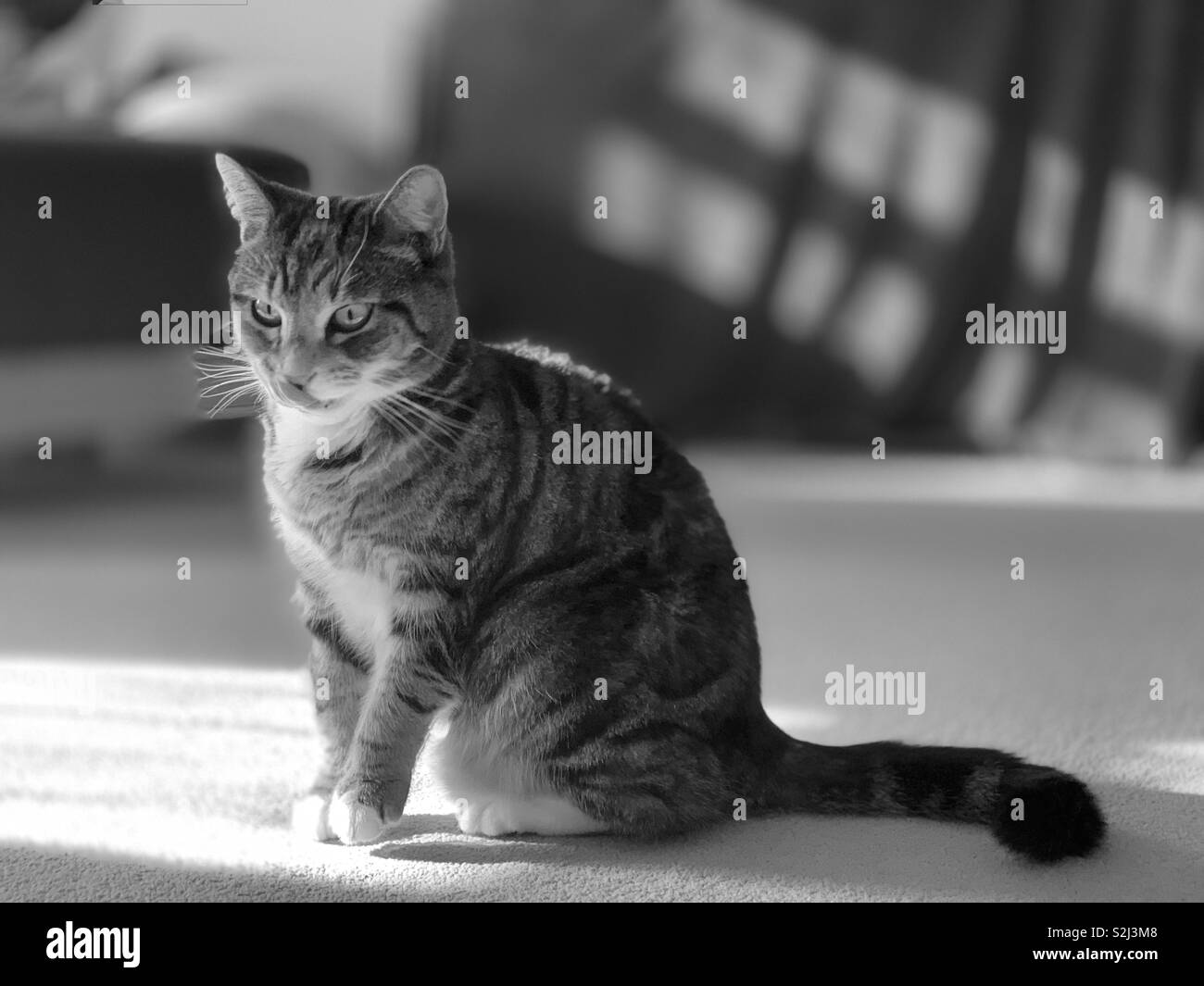 Pet cat Paddy licking her nose. - Smartphone Captured Stock Image