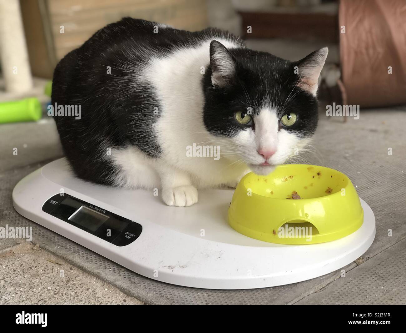 https://c8.alamy.com/comp/S2J3MR/fat-cat-on-scales-S2J3MR.jpg
