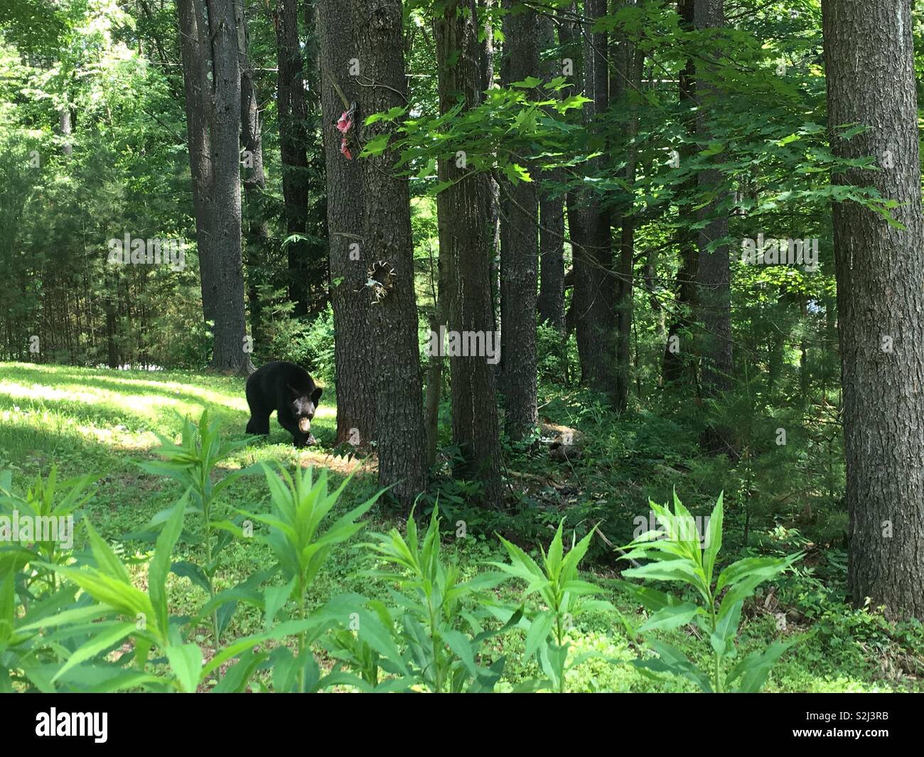 Black bear in the woods Stock Photo - Alamy