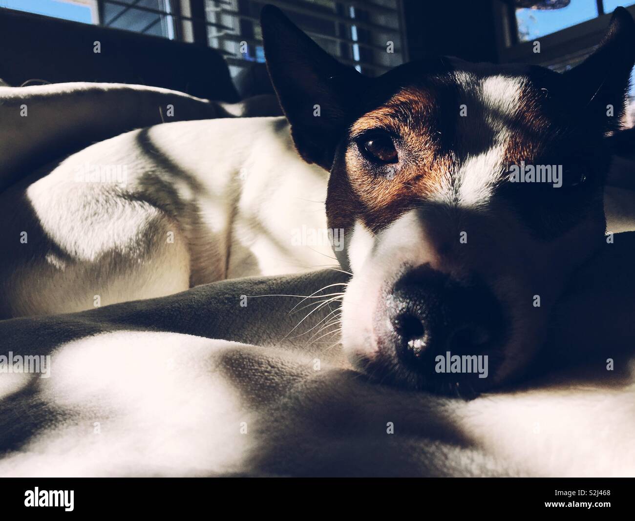 Sleepy dog in sunshine with shadows of window covering on her. Stock Photo