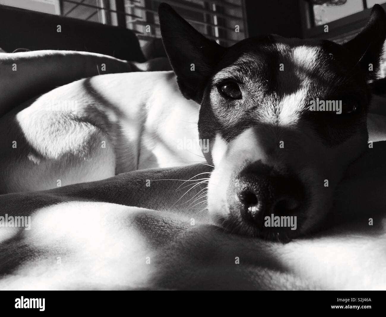 Black and white portrait of Jack Russell Terrier dog - Smartphone Captured Stock Image
