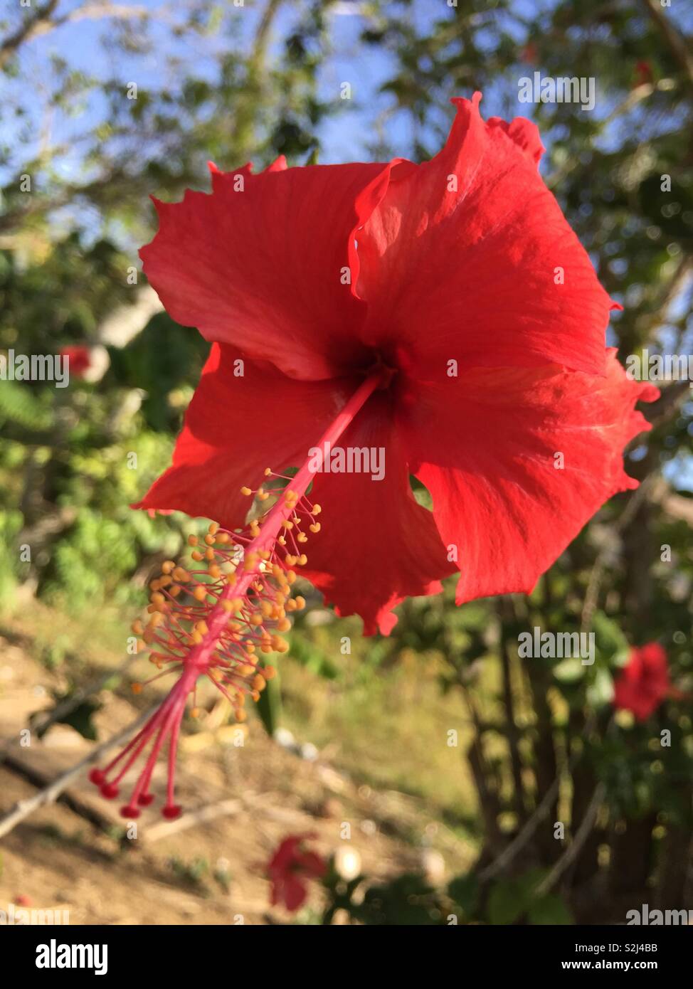 Gumamela flower hires stock photography and images Alamy