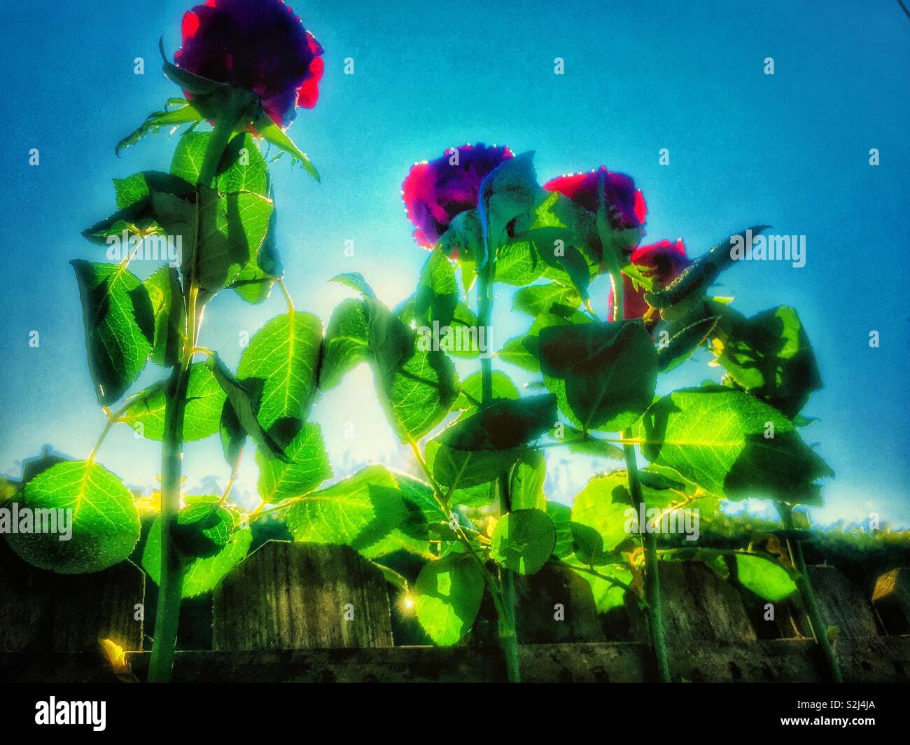 Roses in the garden. - Smartphone Captured Stock Image
