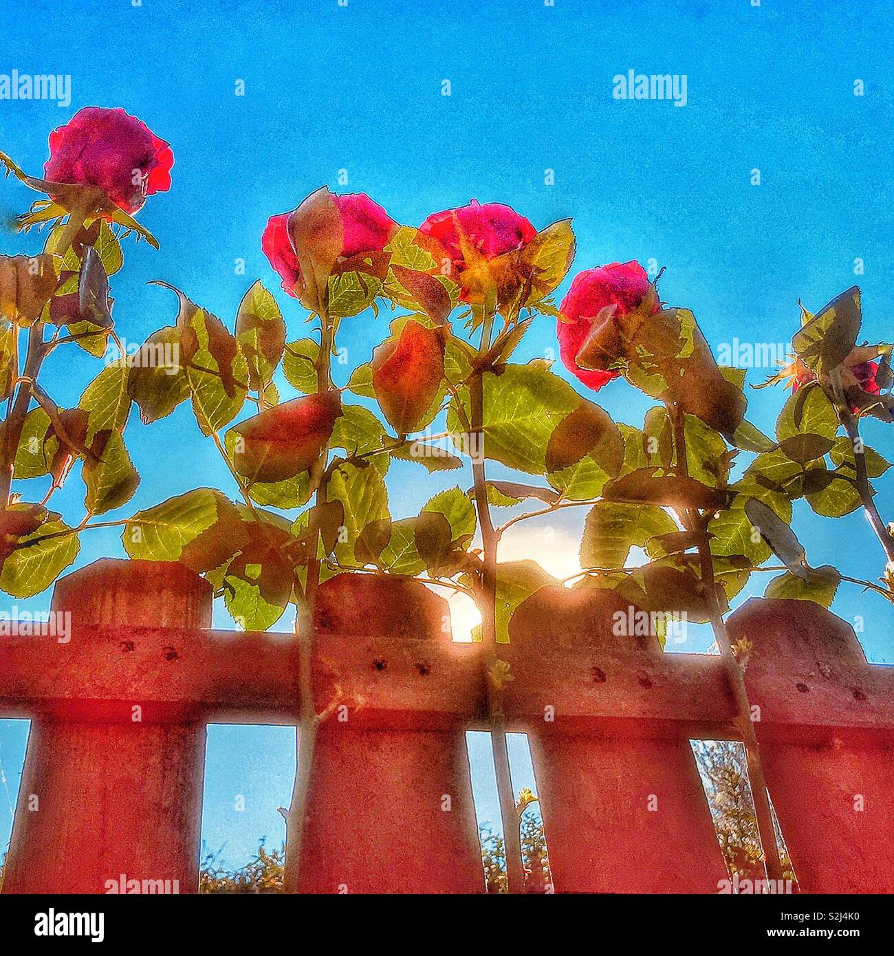 Roses in a Summer garden. - Smartphone Captured Stock Image