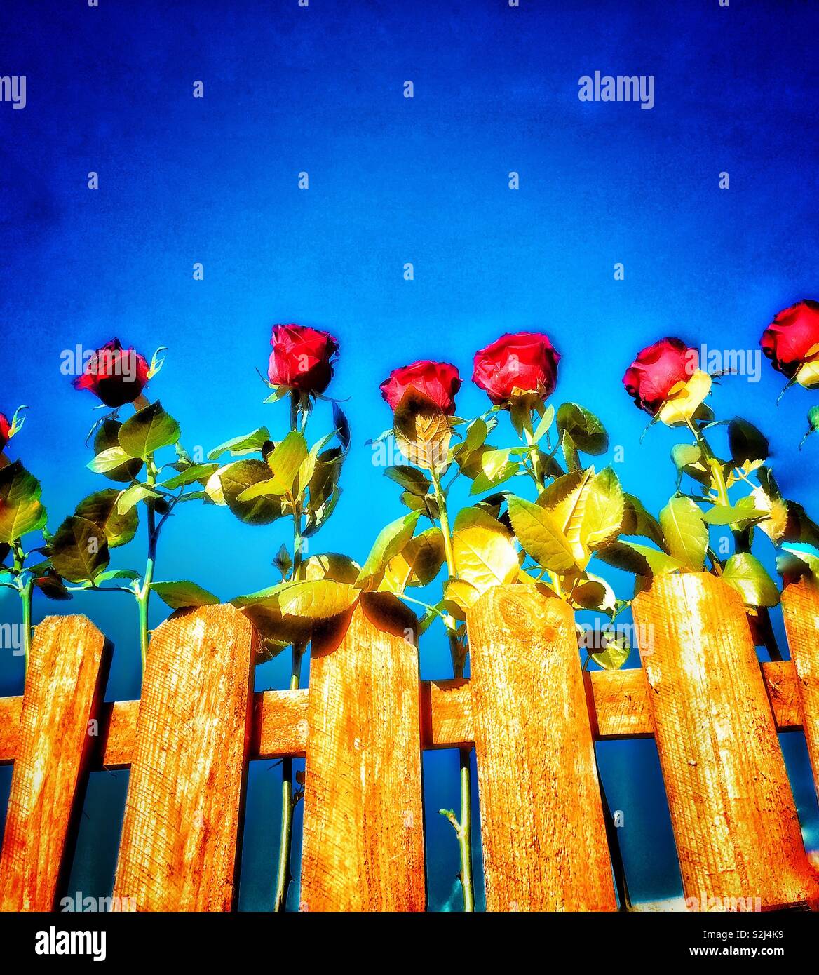 Summer in the garden. - Smartphone Captured Stock Image