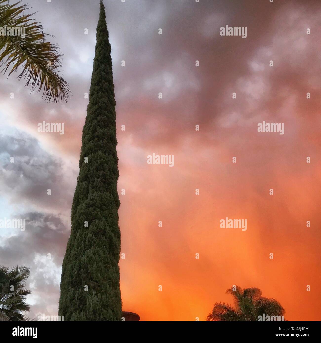 A cypress tree stands tall surrounded by palm fronds while the sky is ablaze with a colorful sunset. Stock Photo