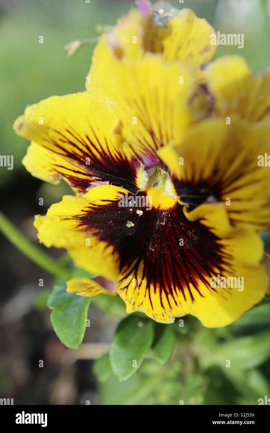 Joker Pansy,Yellow,Spring Bloom Stock Photo