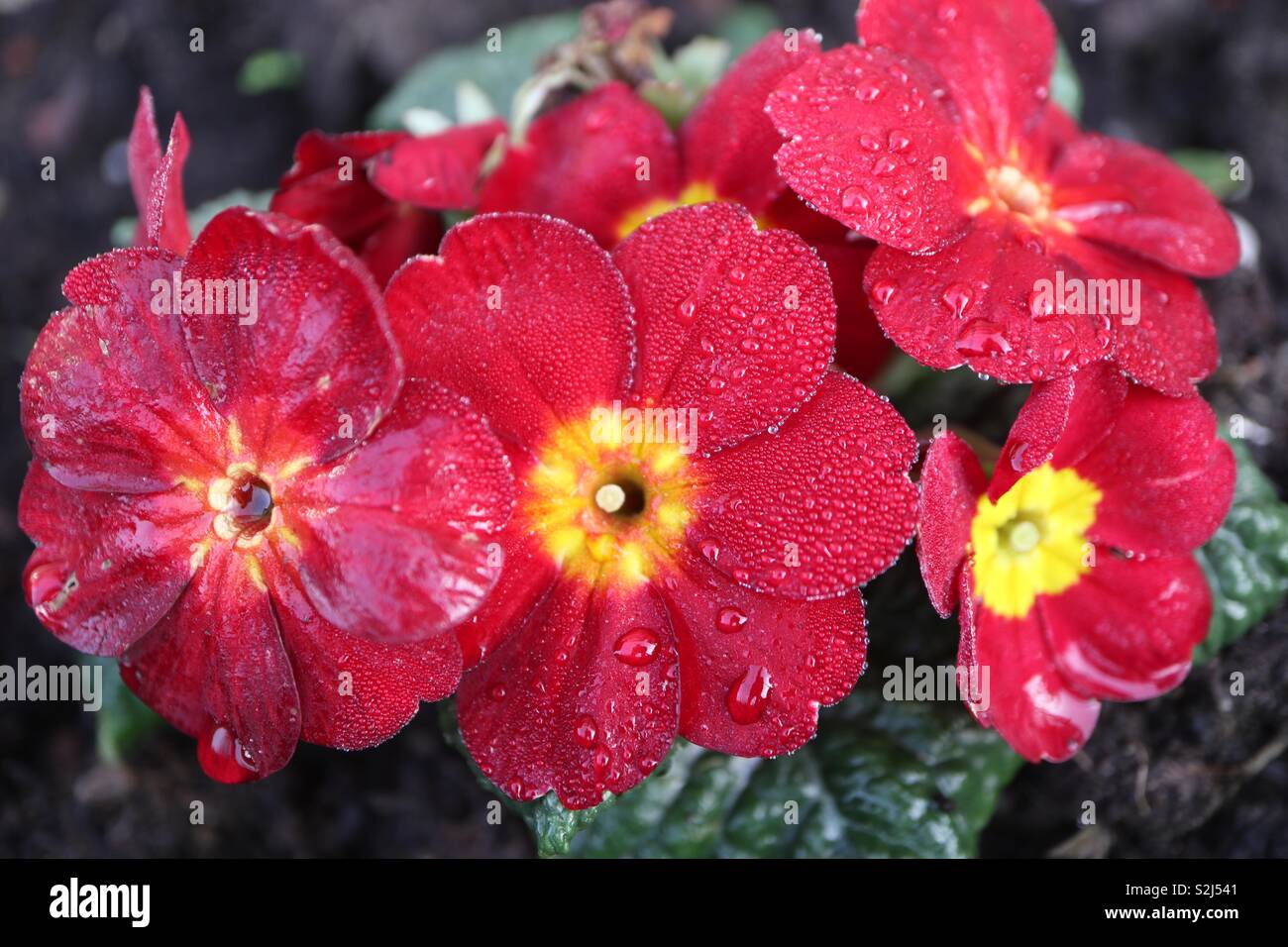 Primula,Spring,Red,Green,Morning Dew - Smartphone Captured Stock Image