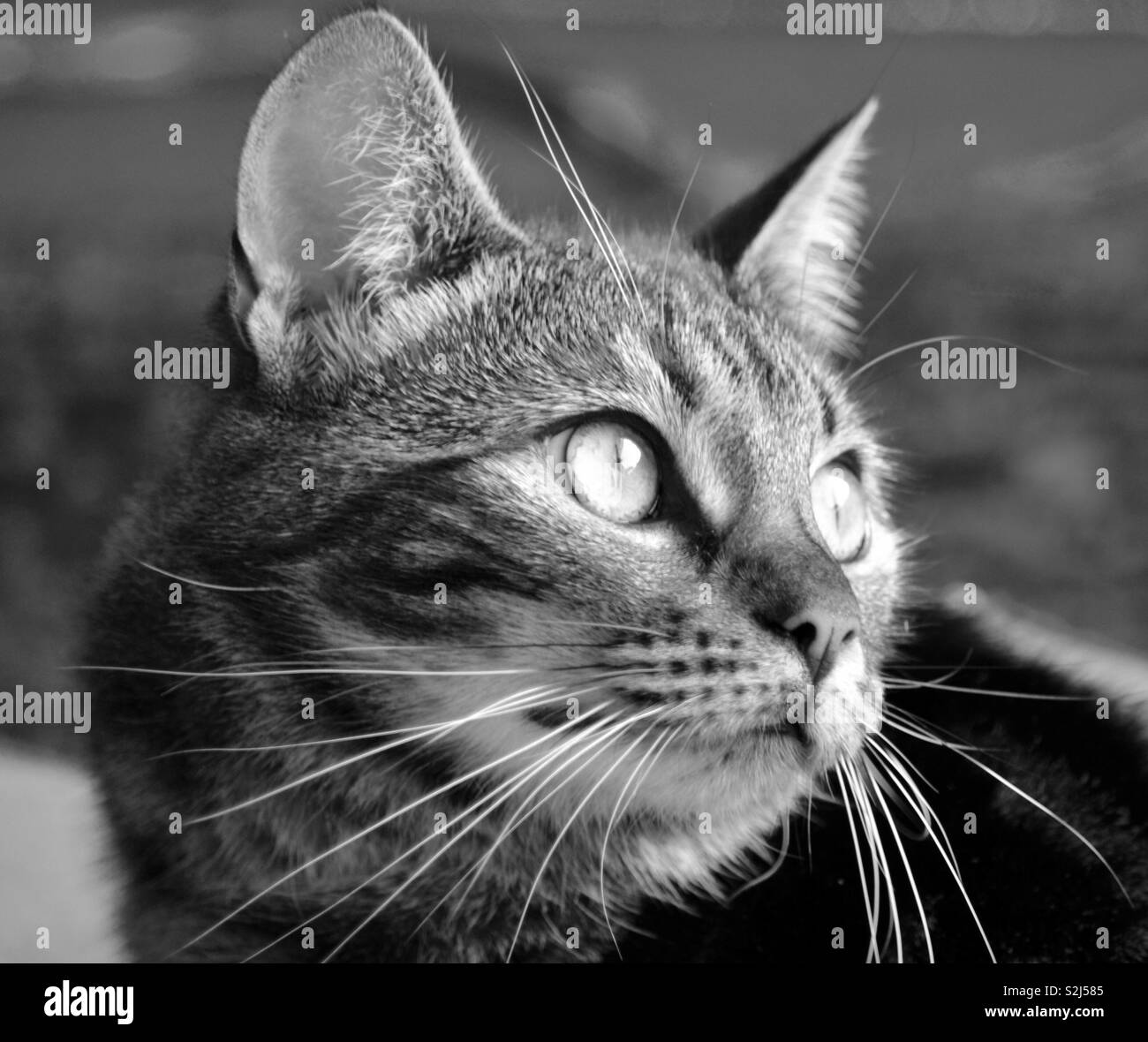 A naturally lit black and white image of a domestic cat. Stock Photo