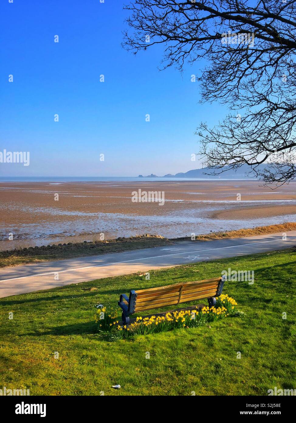 Daffodils surrounding a bench on Mumbles seafront and promenade with a view over Swansea Bay towards Mumbles Life boat station and pier, Swansea, South West Wales, February. - Smartphone Captured Stock Image