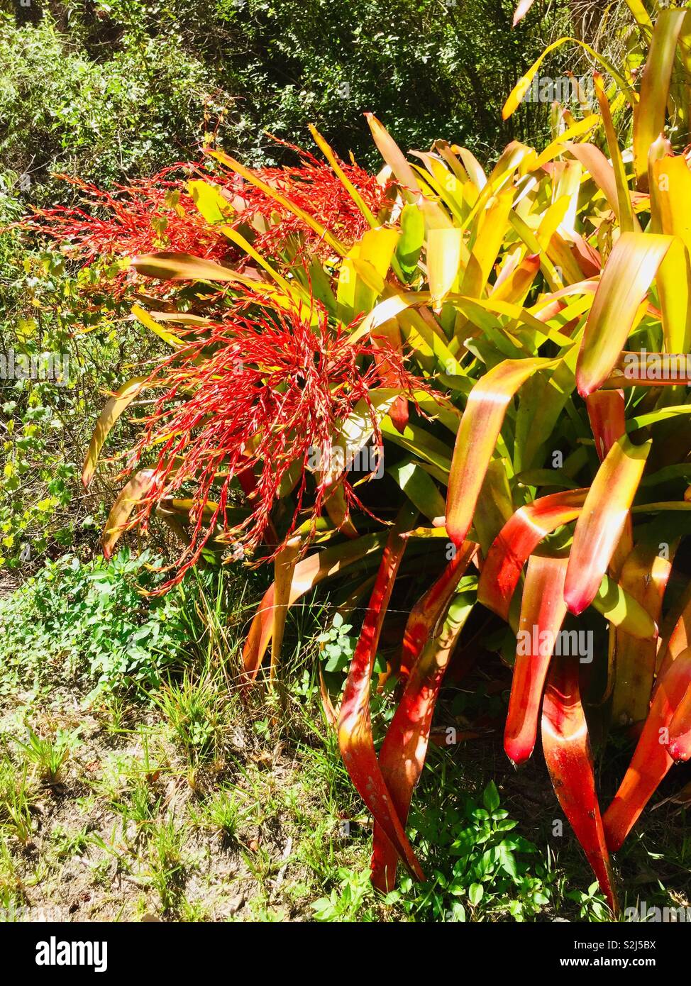 Wild bromeliads Stock Photo