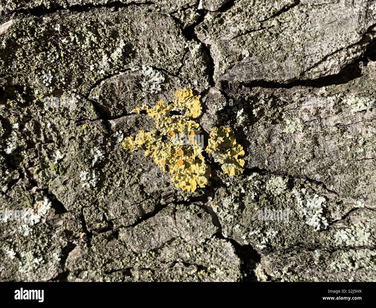 Tree mold hires stock photography and images Alamy