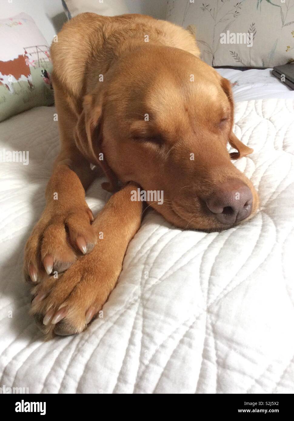 A tired and sleeping dog resting its head on it paws whilst asleep on a comfy bed - Smartphone Captured Stock Image