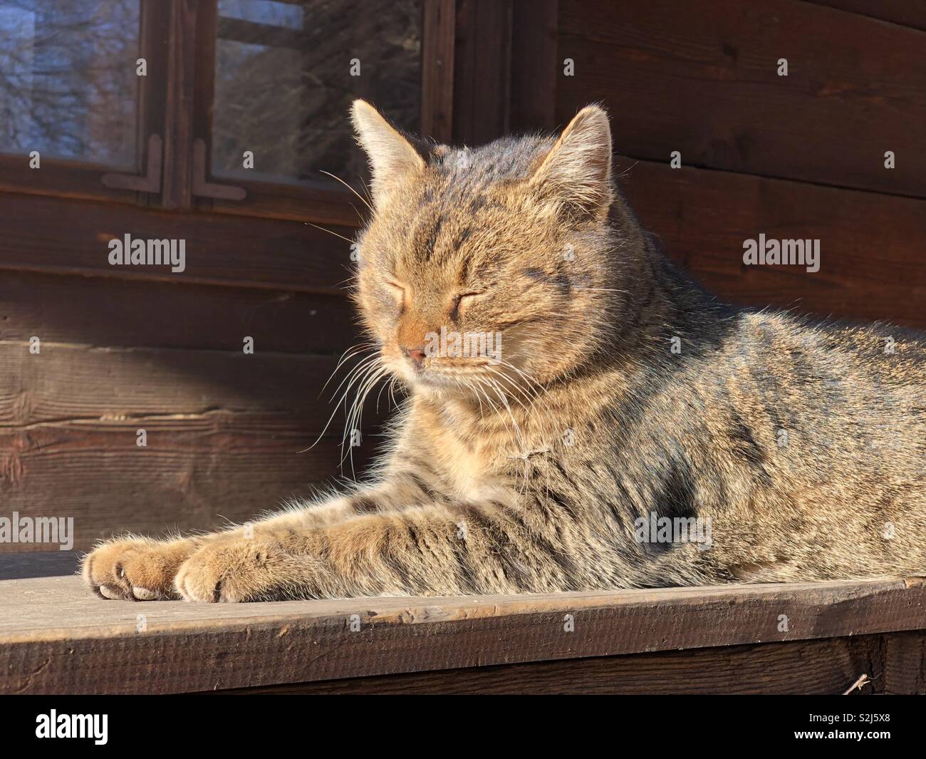 Street cat relaxing under the winter sun - Smartphone Captured Stock Image