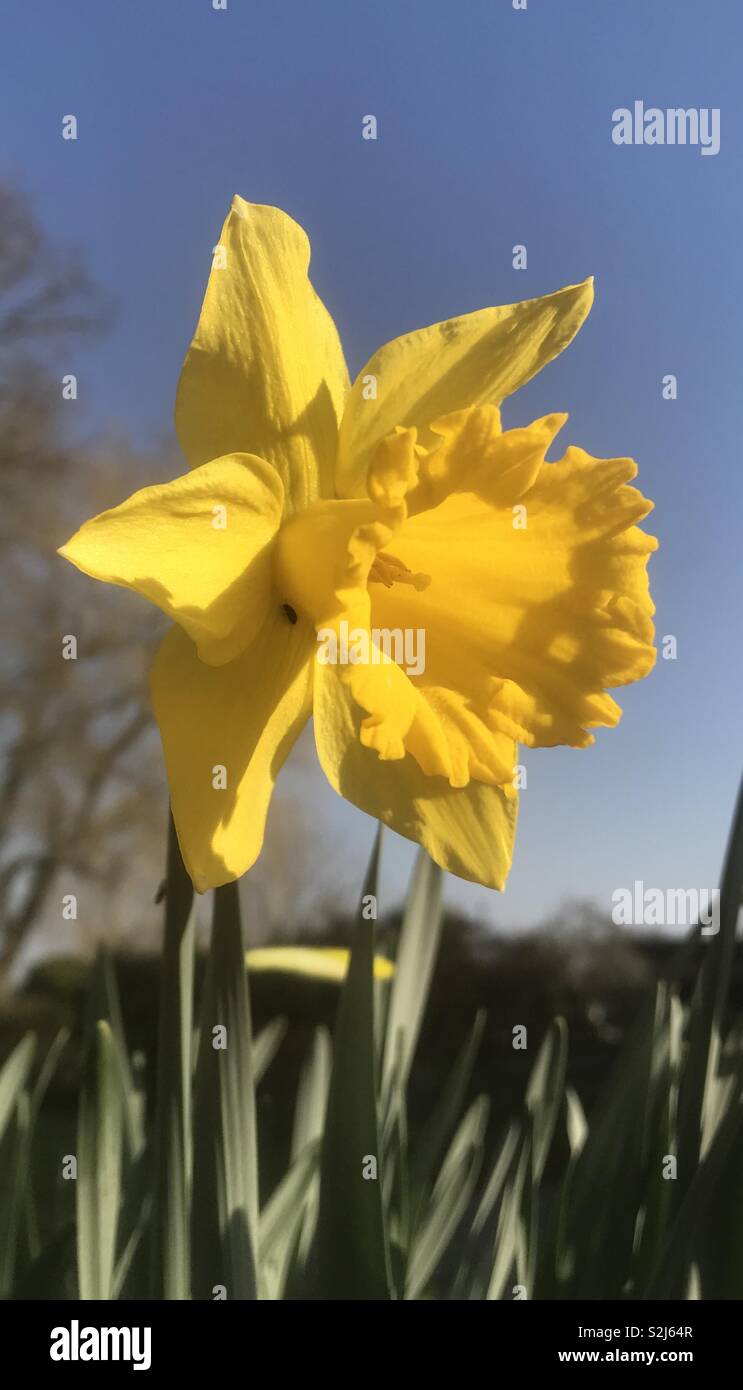 Daffodil. Kent, England. February 2018. - Smartphone Captured Stock Image