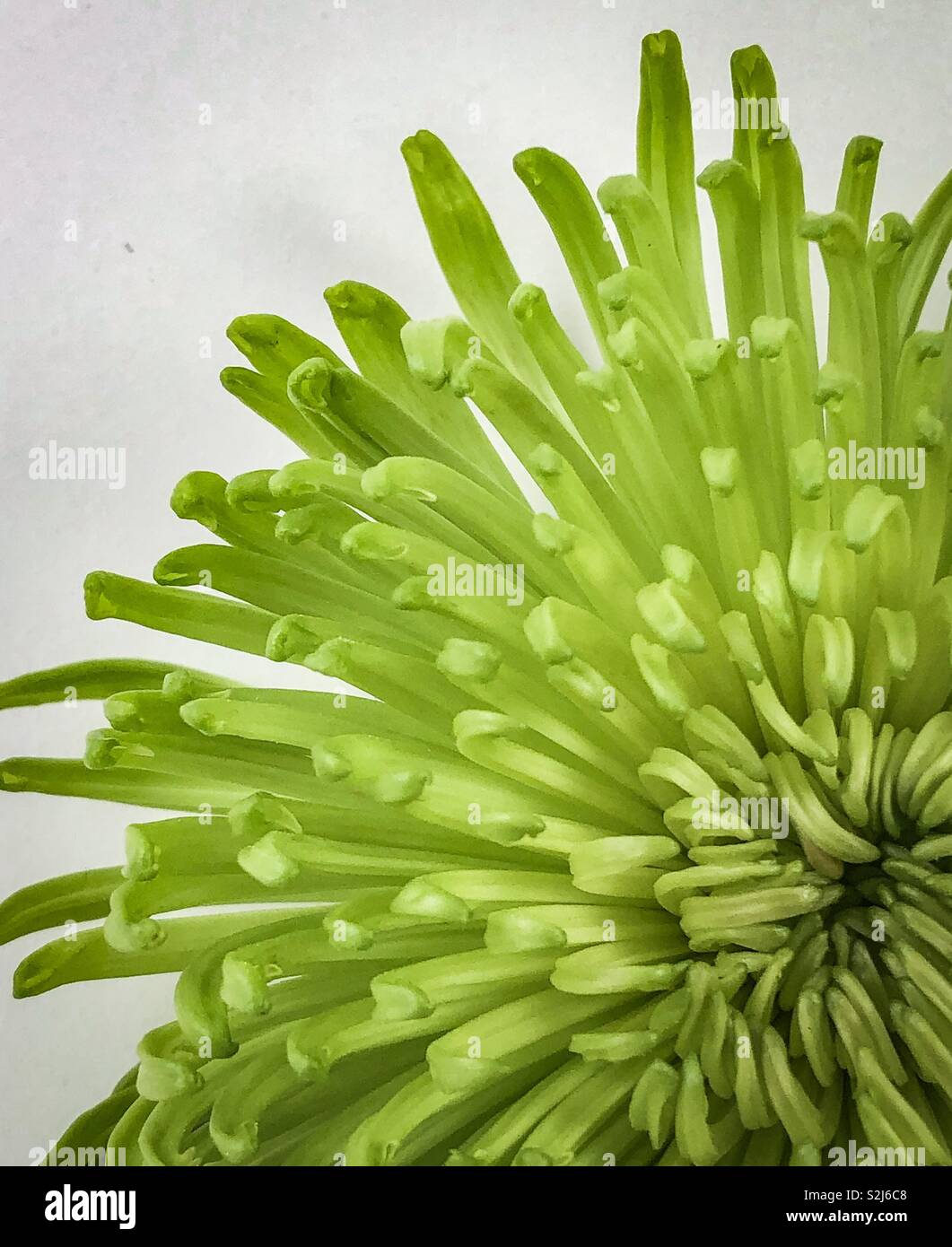 Off center overhead view of bright green chrysanthemum against a white background. Stock Photo