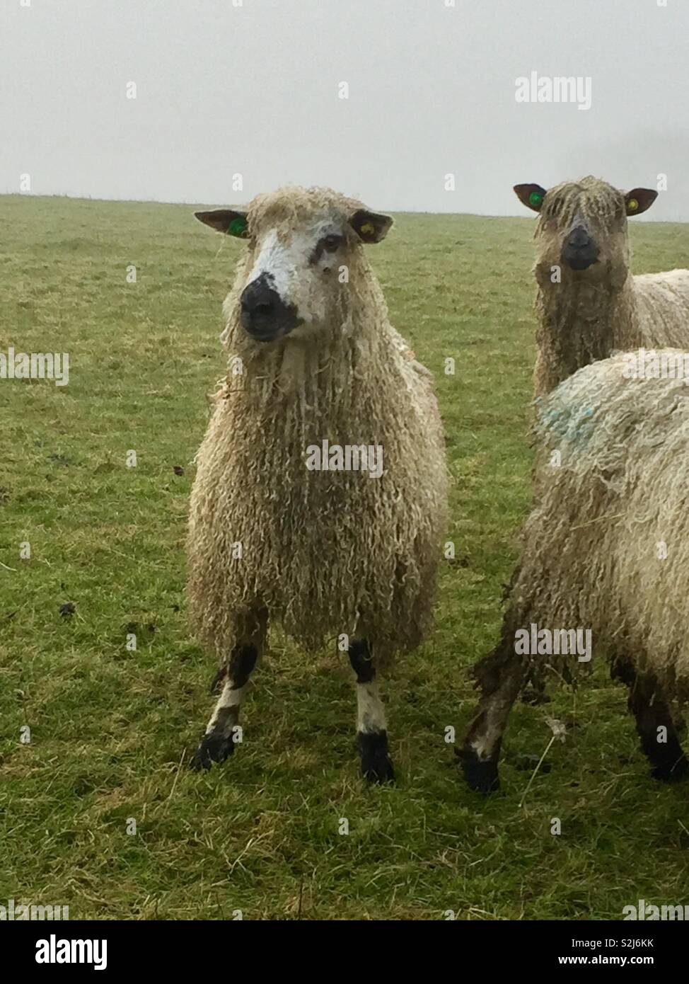 Shaggy sheep Stock Photo