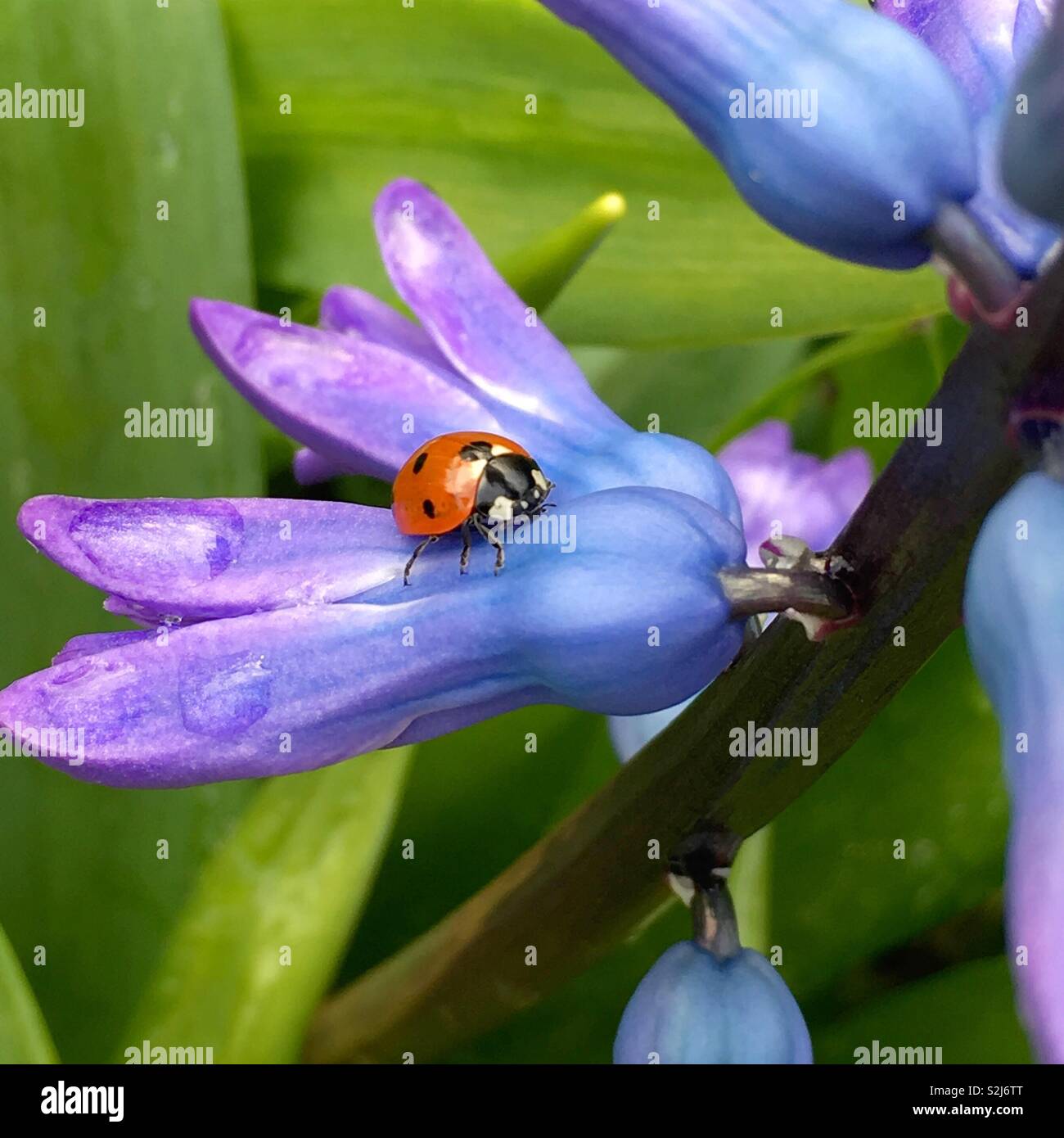 Ladybird Ladybug - Smartphone Captured Stock Image