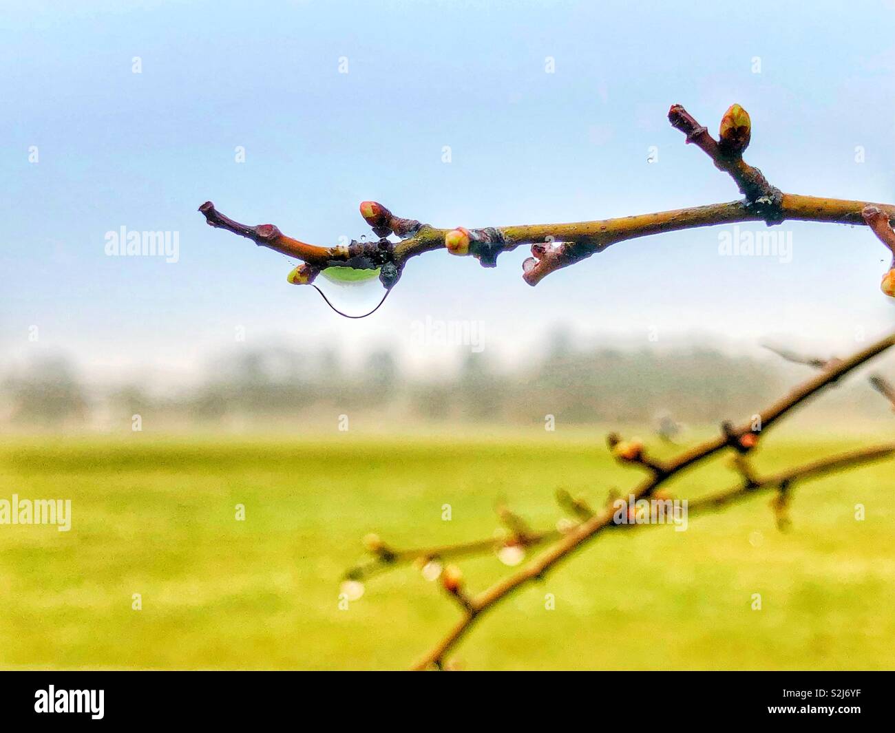 Dew water drop on spring tree branch - Smartphone Captured Stock Image