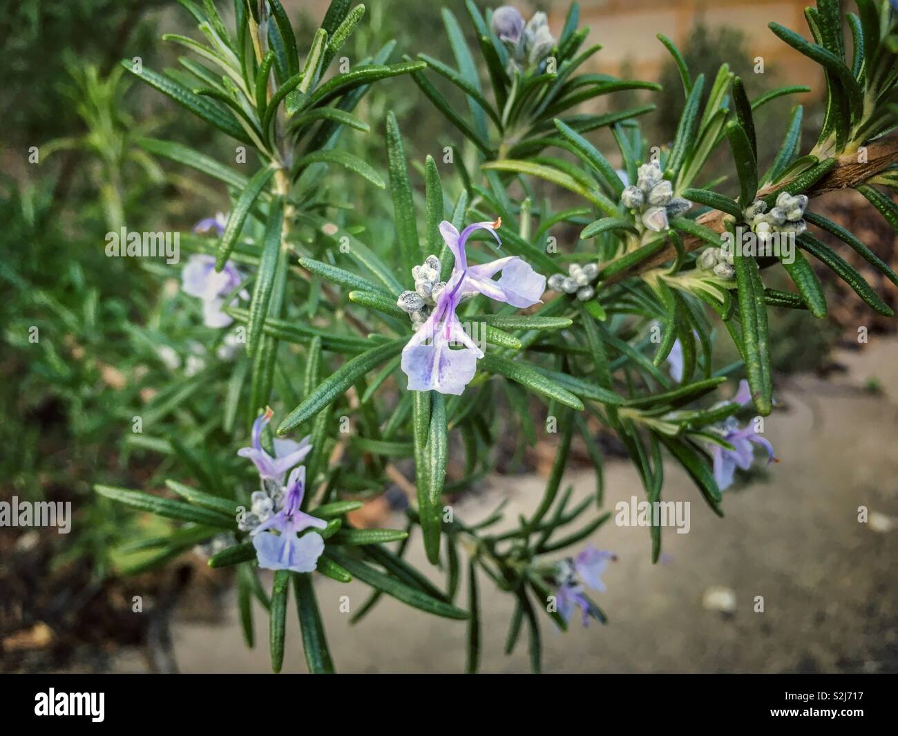 Rosemary with tiny blue-purple flowers. - Smartphone Captured Stock Image