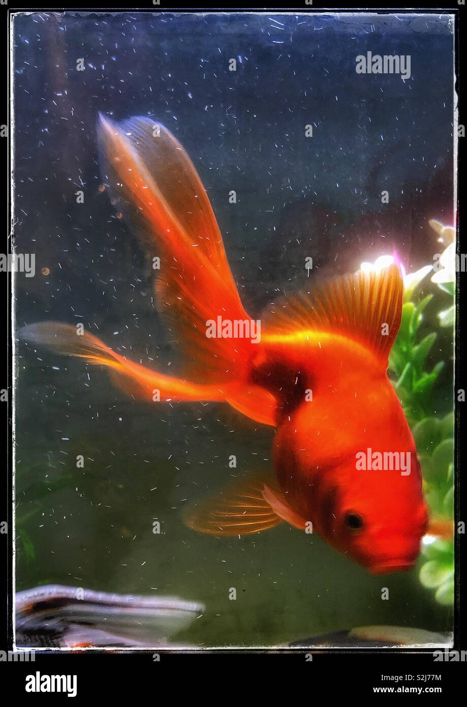 Golden goldfish Stock Photo