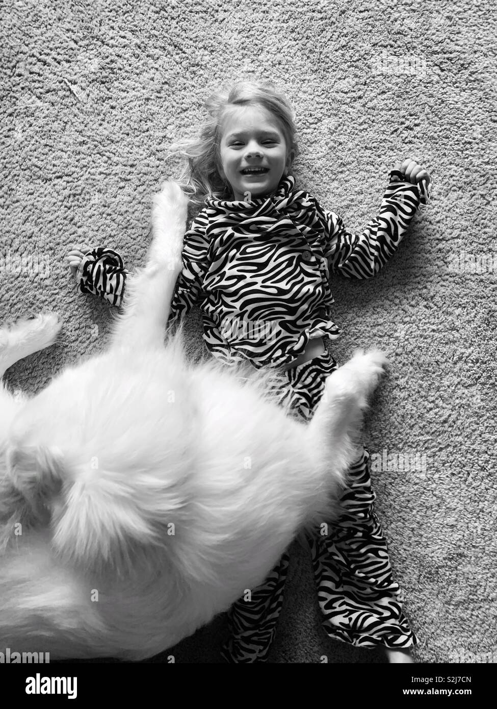 Great Pyrenees white dog laying on smiling child. - Smartphone Captured Stock Image