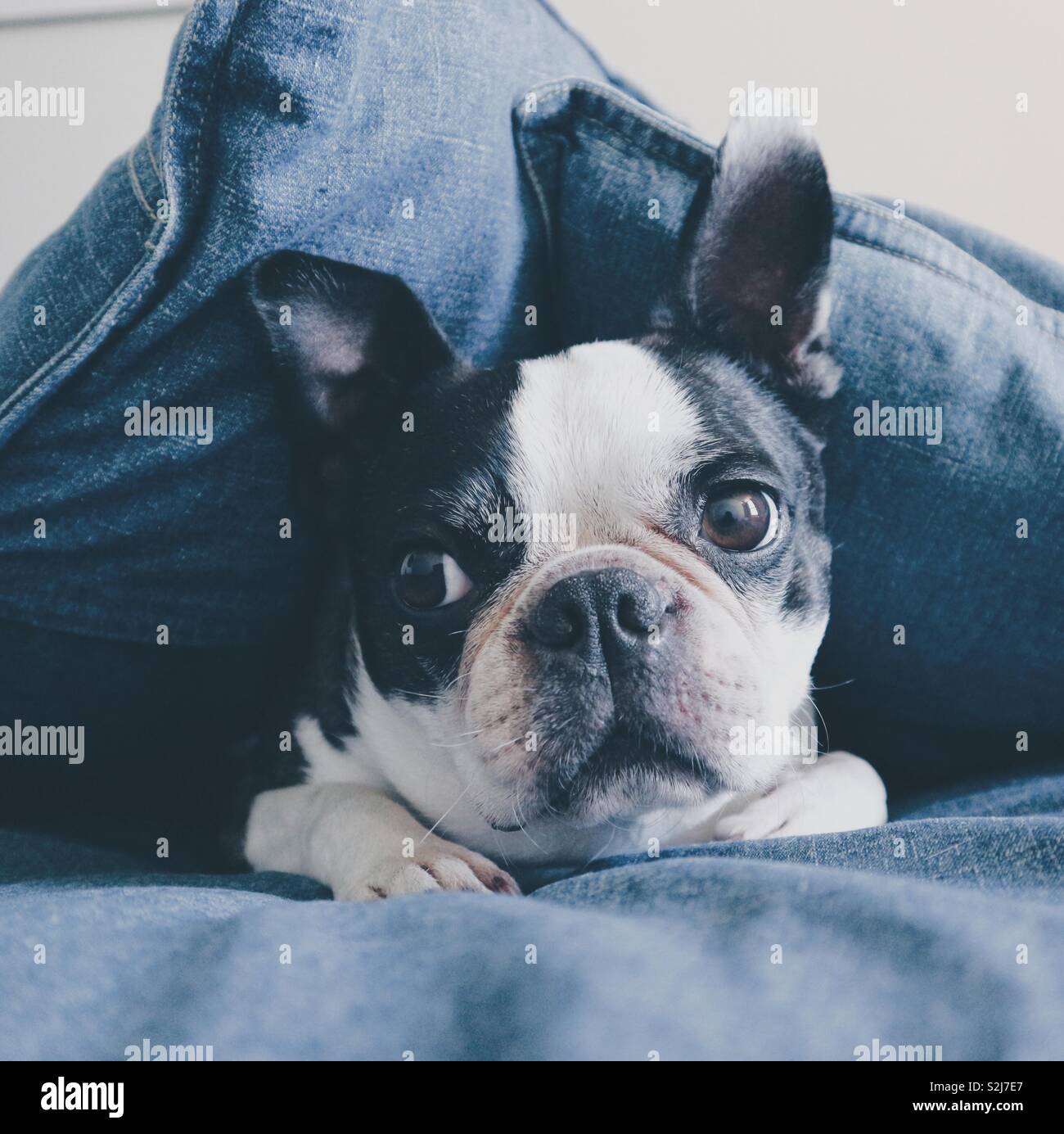 Boston terrier under covers Stock Photo Alamy