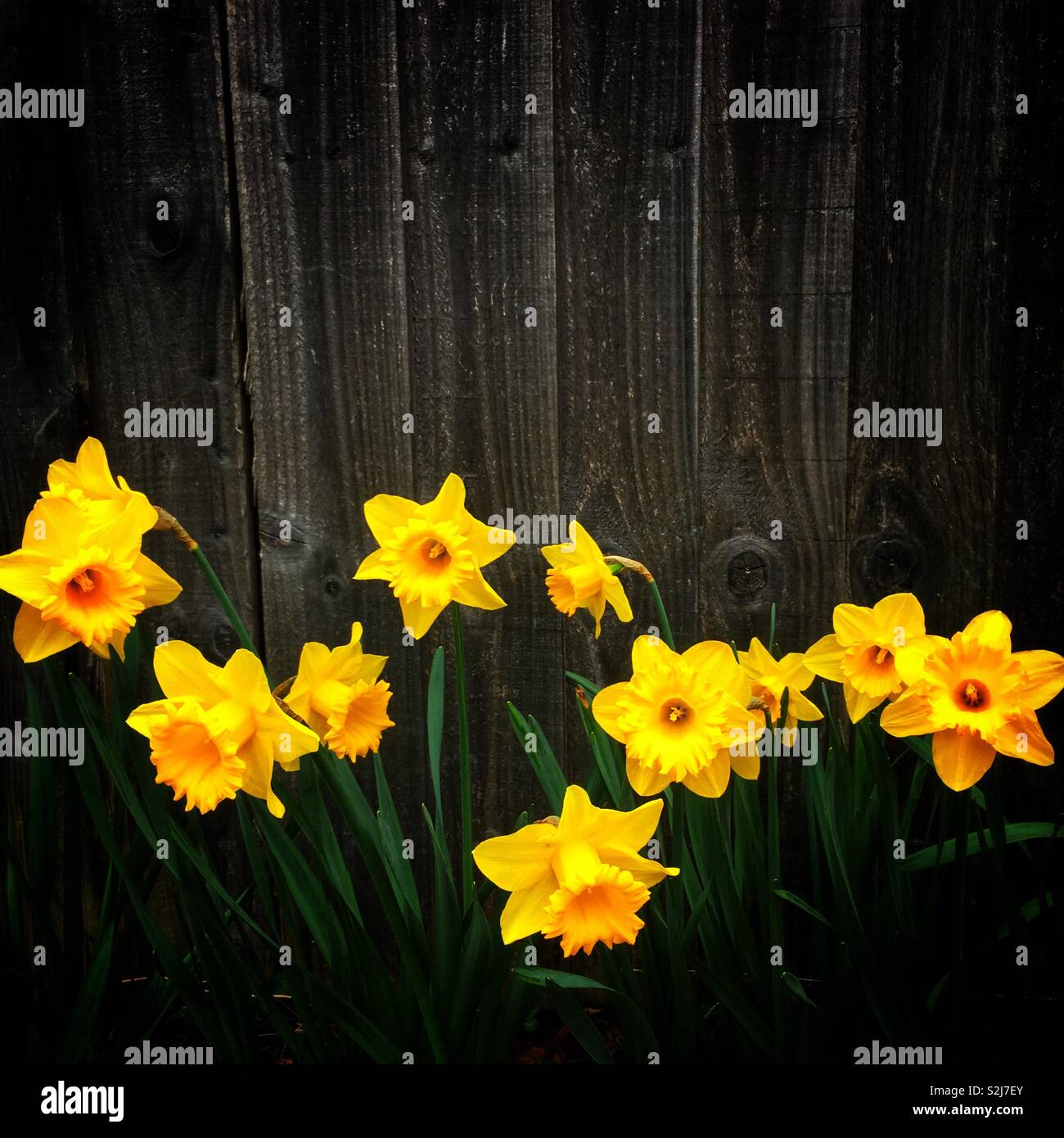 Daffodils isolated against wooden fence - Smartphone Captured Stock Image
