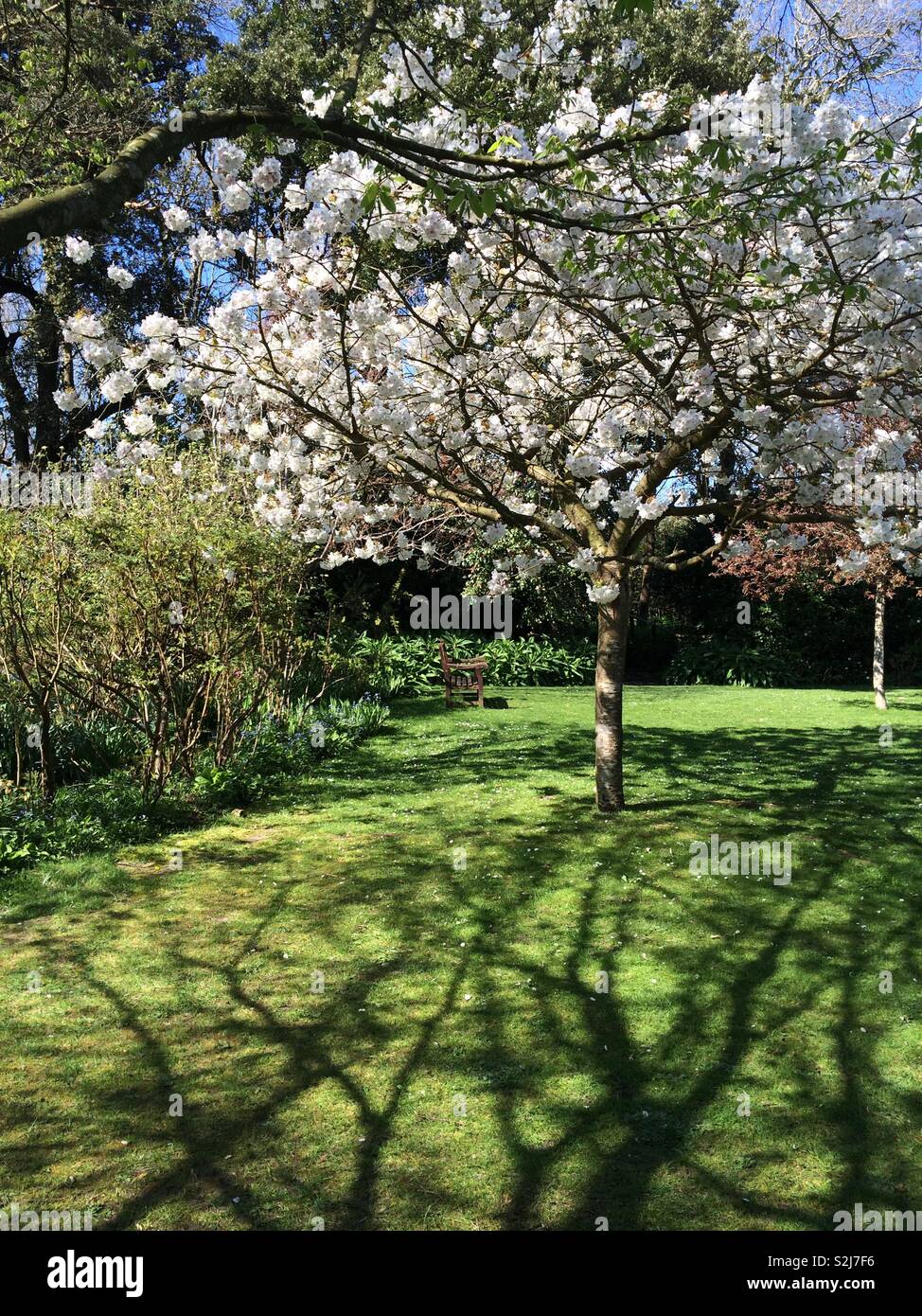 Tree in blossom at Highdown Gardens, West Sussex, UK Stock Photo Alamy