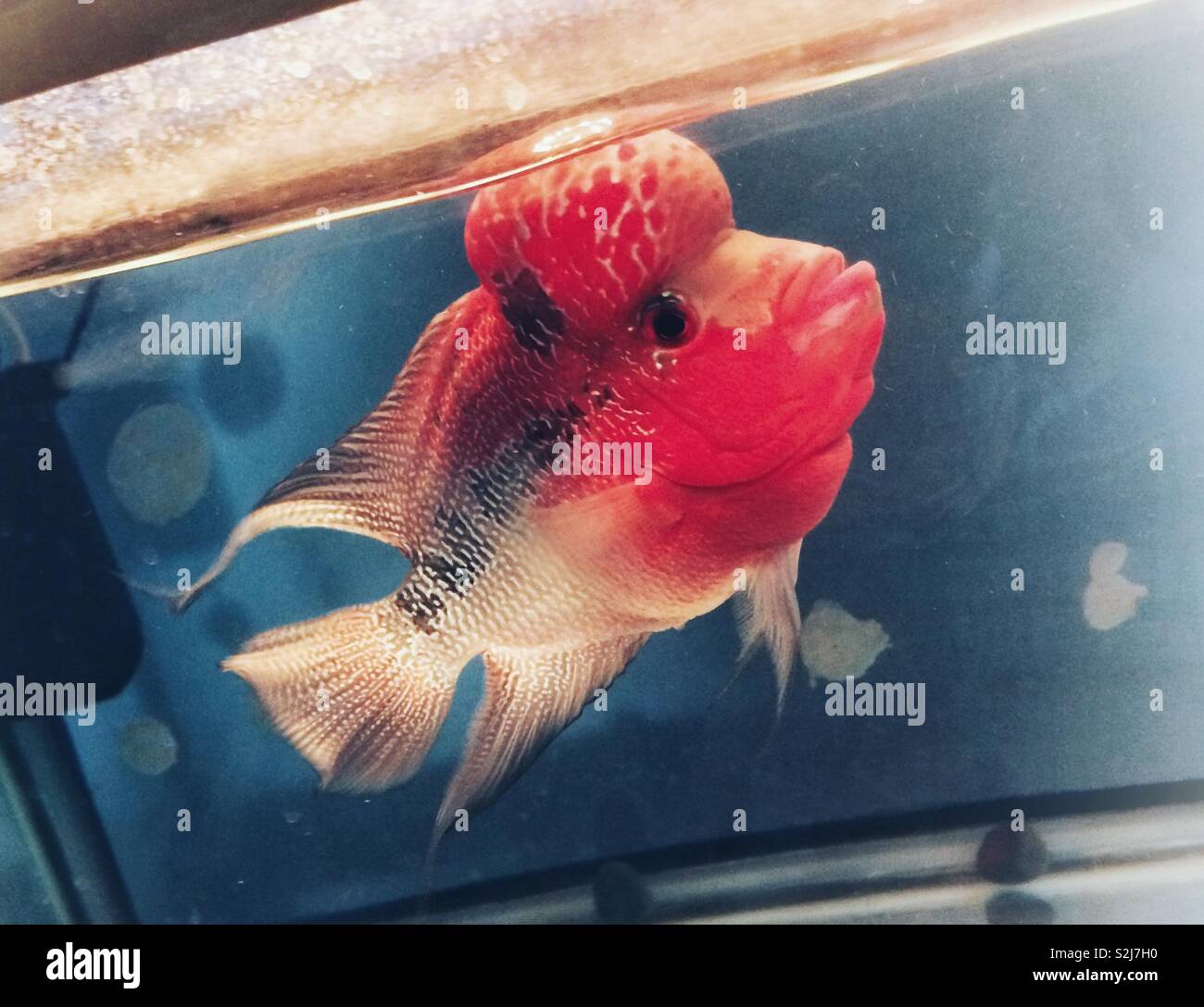 flowerhorn fish Stock Photo