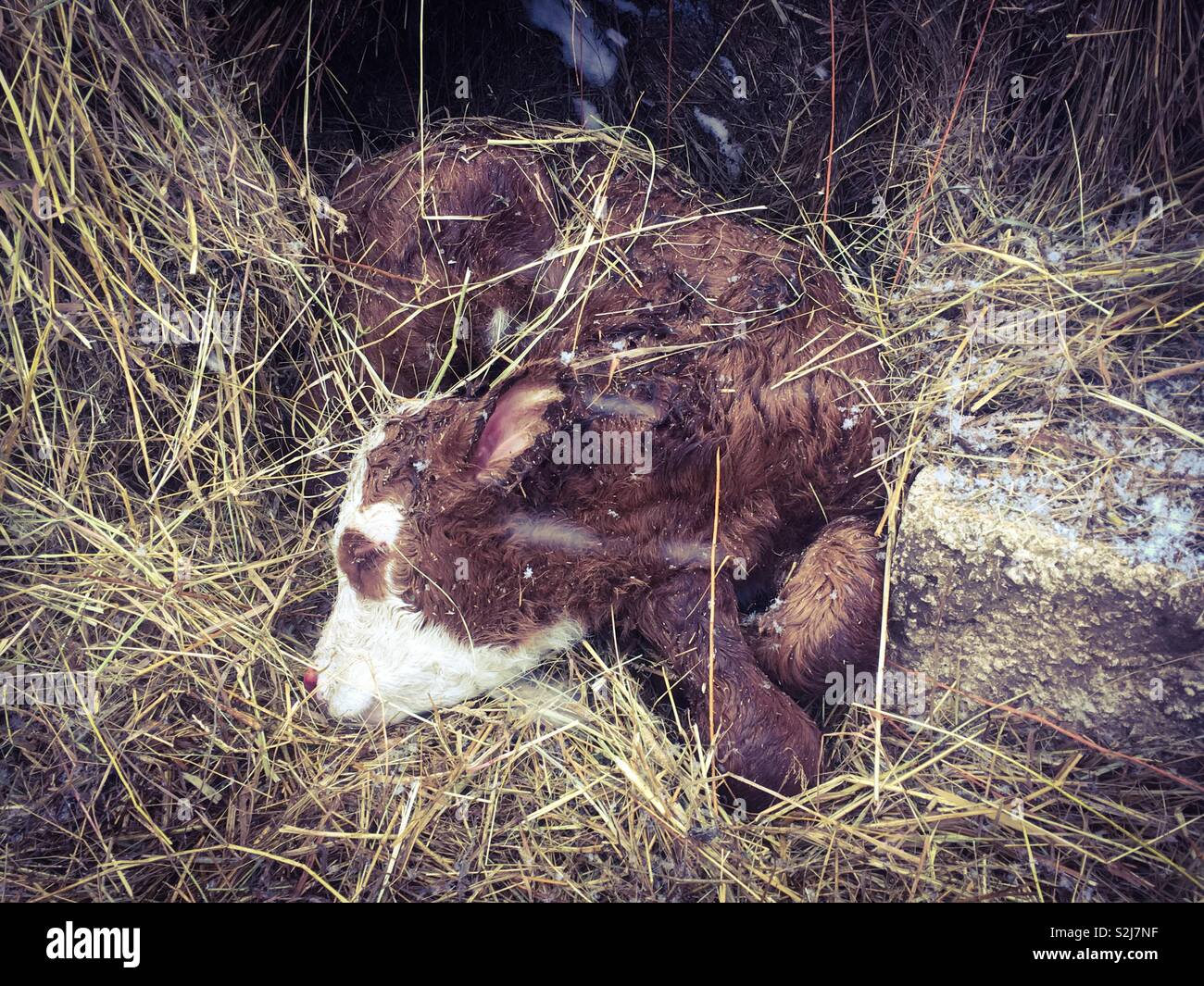 Baby calf sleeping in winter Stock Photo Alamy