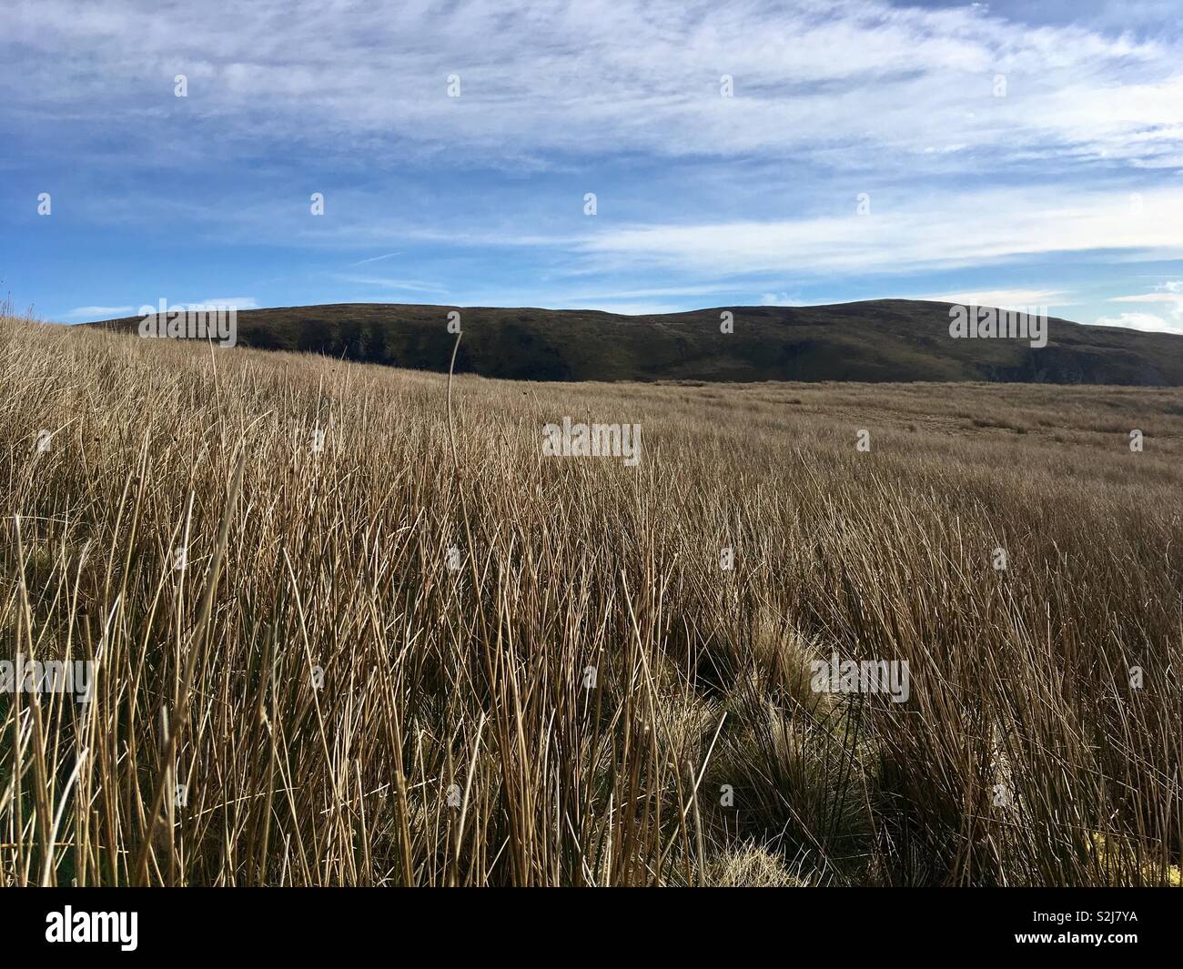 Grassland under a blue and white sky - Smartphone Captured Stock Image