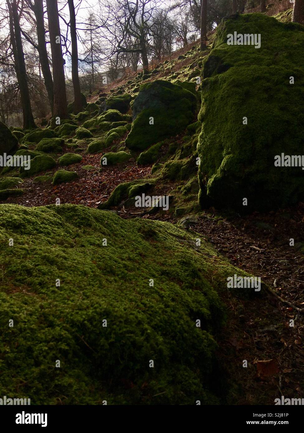 Woodland with boulders covered in bright green moss Stock Photo