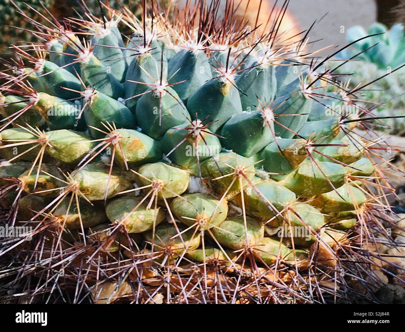 Small spiny cactus with tons of needles as a respectable defensive strategy. - Smartphone Captured Stock Image