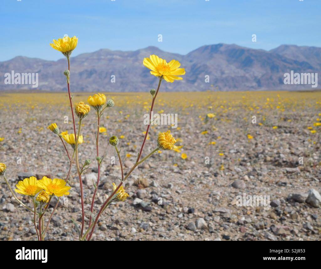Death Valley superbloom Stock Photo Alamy