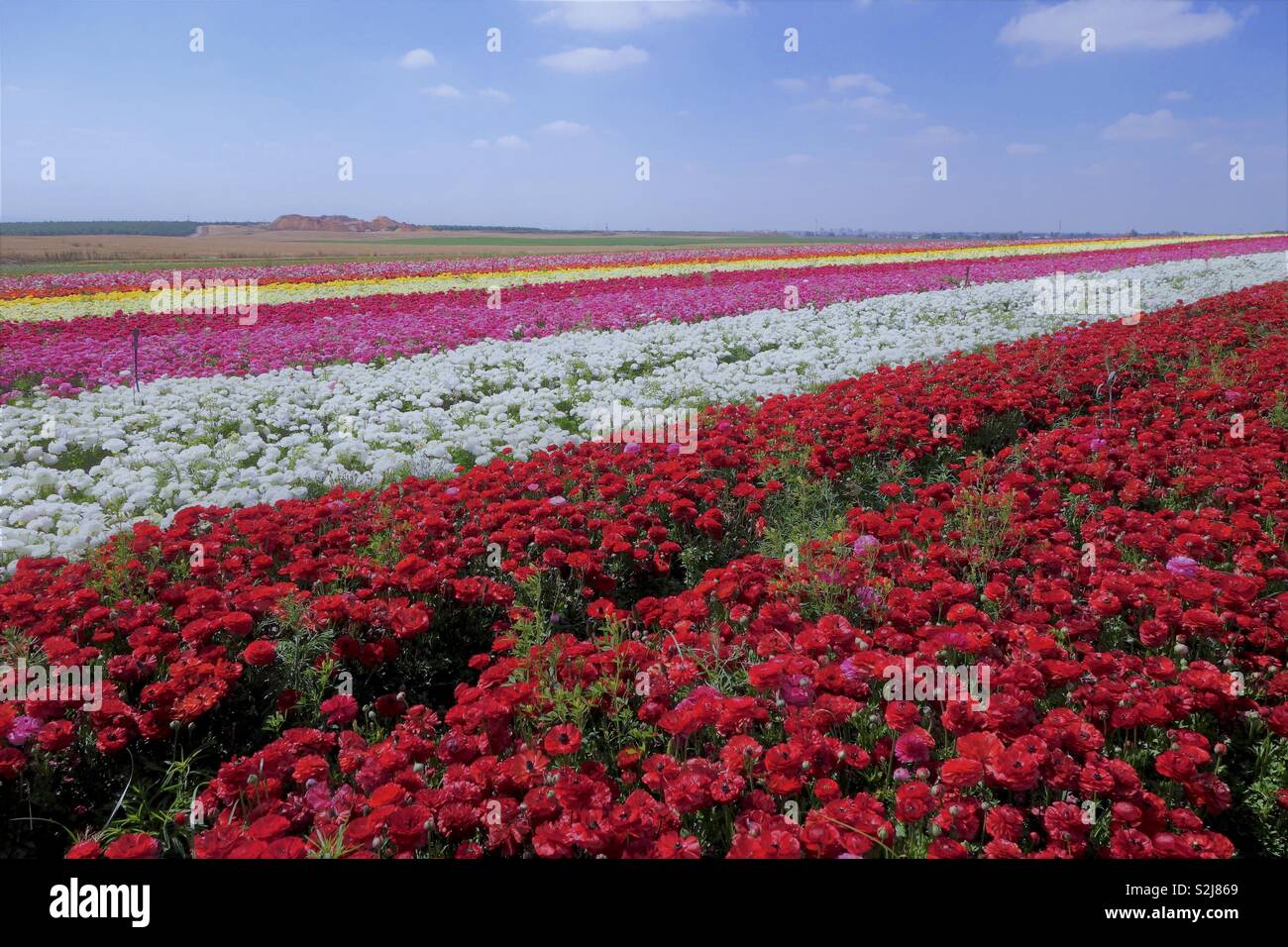 Flower field colors Stock Photo Alamy