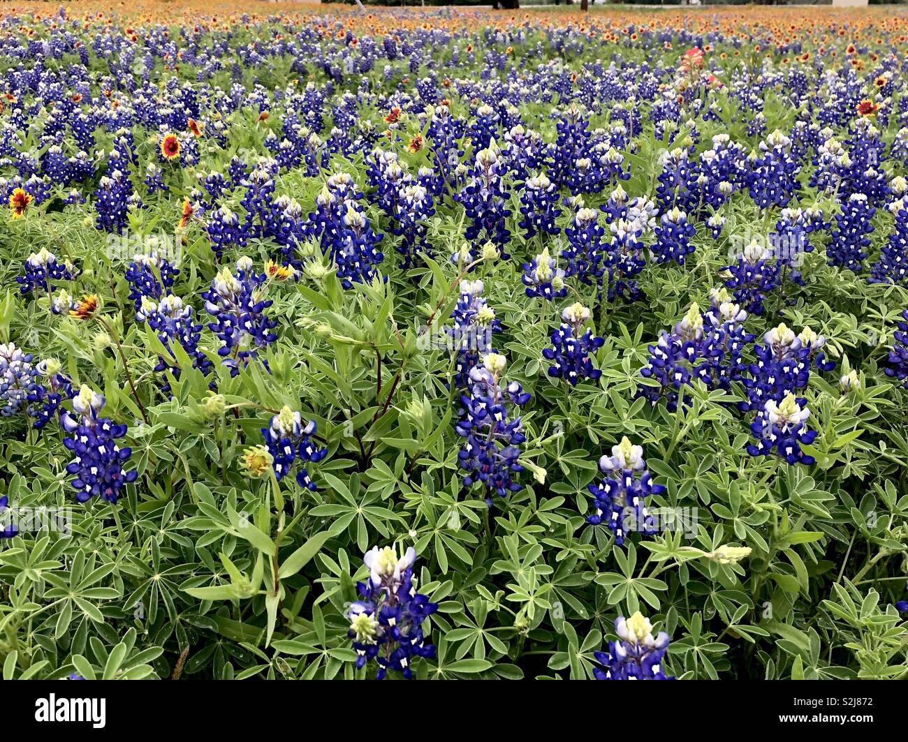 Bluebonnet field in Texas - Smartphone Captured Stock Image