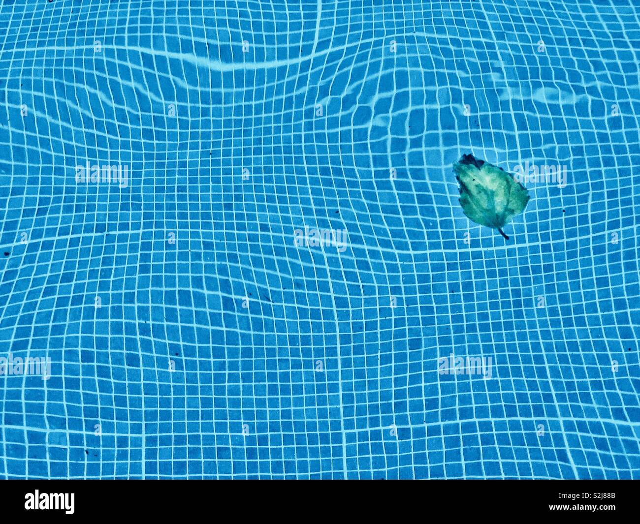 lonely green leaf in the pool - Smartphone Captured Stock Image