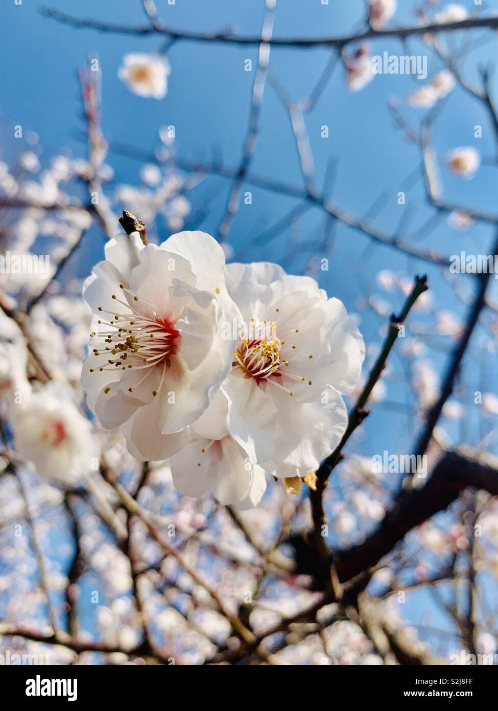 White plum flowers Stock Photo