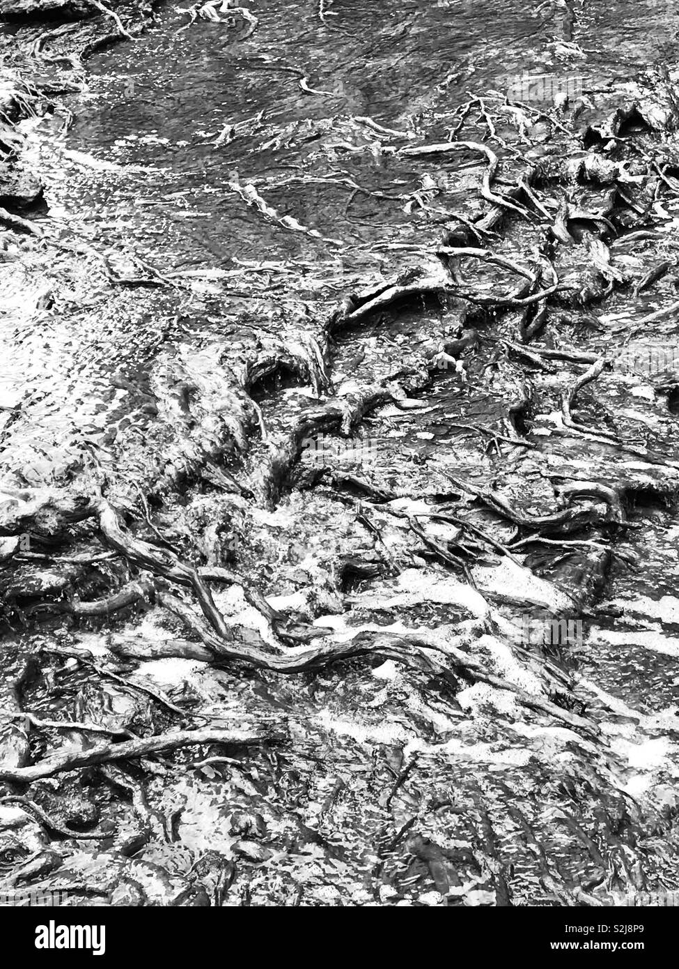 Stream running over tree roots. March 2019. - Smartphone Captured Stock Image